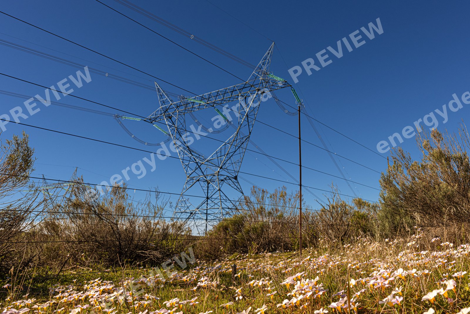 Transmission pylon behind flowering Karoo veld