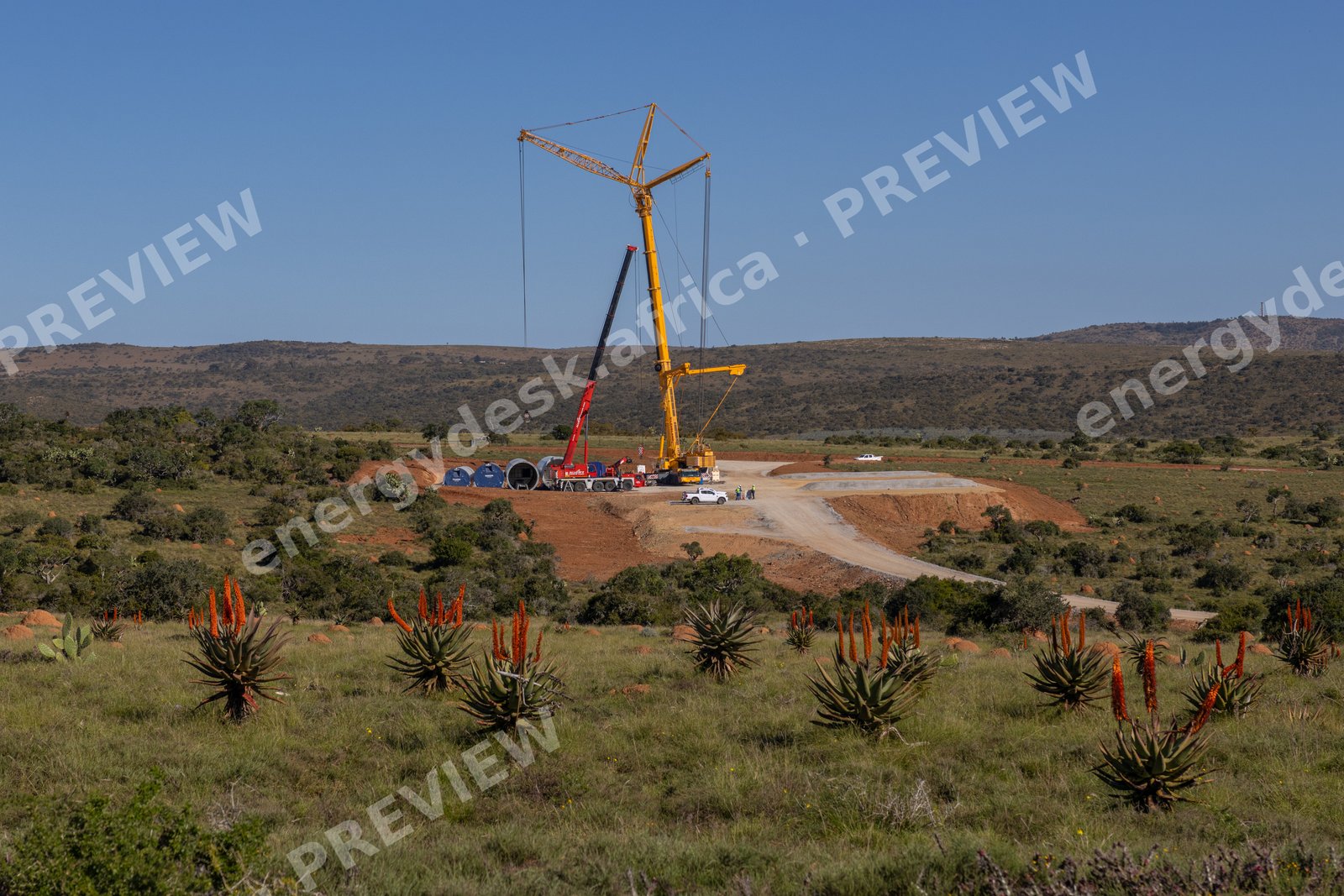 Cranes above flowering aloes, Wind Garden Wind Farm, Eastern Cape